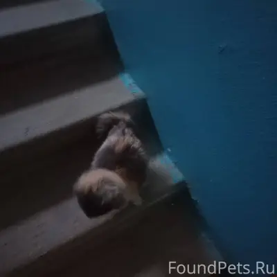 В соседнем подъезде сидит коше...