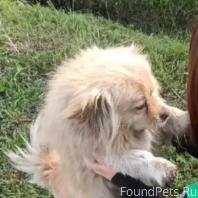 Пропала собака, район поселок,...