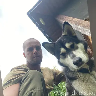 Пропал пёс по кличке Граф( хас...