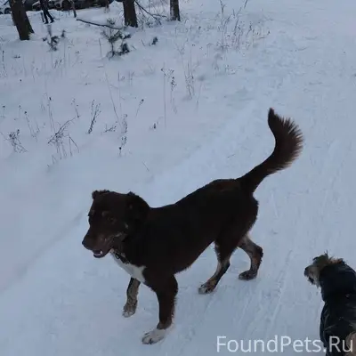 Бегает собака в РТС, к людям.....