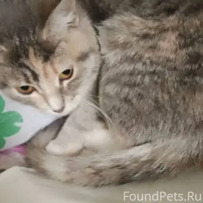 Пропала кошка в районе 7 школы...