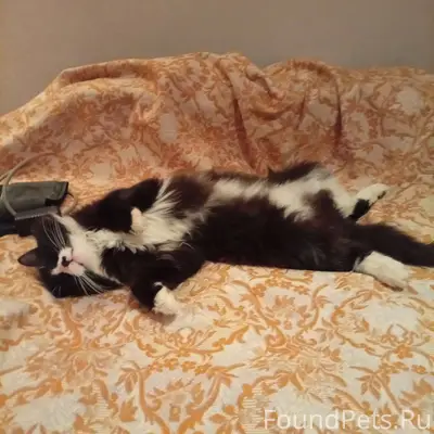 Пропал кот в районе Карталы-2....