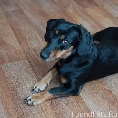 Д. Кондаково пропала собака 1 ...