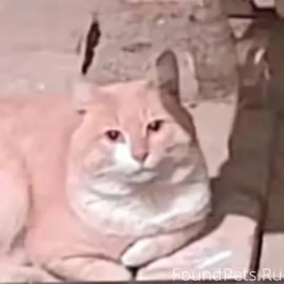 Архангельск, центр. Найден кру...