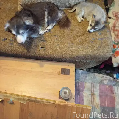 Пропала собака коричневая в ра...