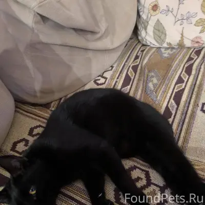 НАЙДЕНА КОШКА https://vk.ru/id...