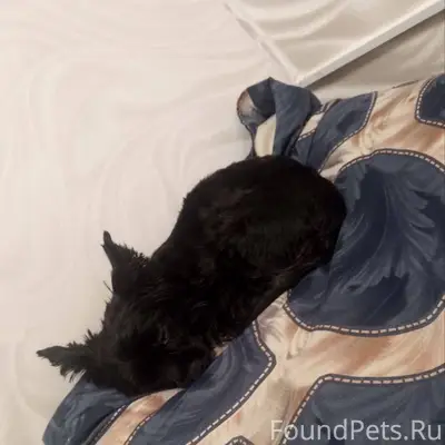 Потеряли собаку, порода йоркши...