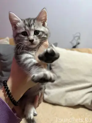 СРОЧНО! СПАСИТЕ МАЛЕНЬКУЮ ЖИЗН...