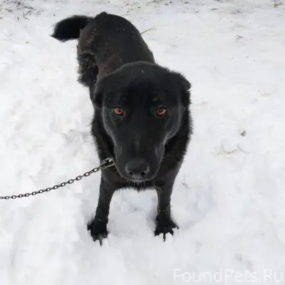 Пропала собака! Ориентировочно...