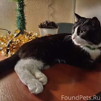 Найден кот в районе Пихтовых г...