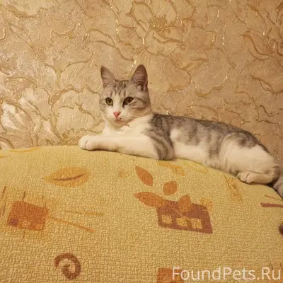 Пропала кошка по кличке Муся. ...