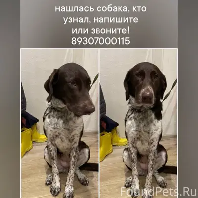 Хозяин найдись, 89307000115 Ол...