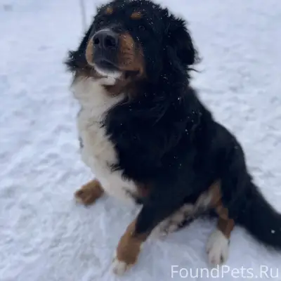 Здравствуйте! Пропала собака, ...