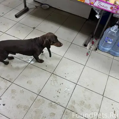 Кто потерял собаку? Пятачок ма...