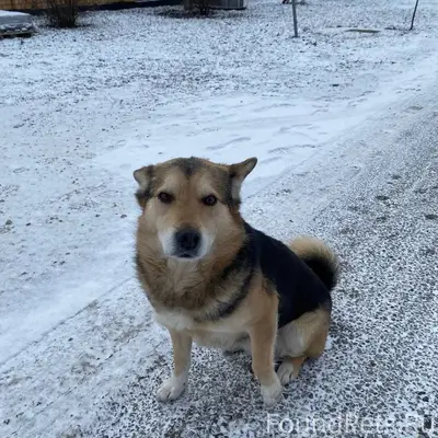 ПРОПАЛА СОБАКА! Убежала около ...