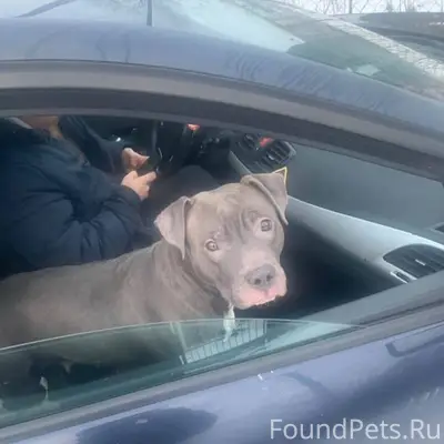 Кобрин.🙏🆘❗🆘🆘🆘🆘❗❗❗ Пропала соба...