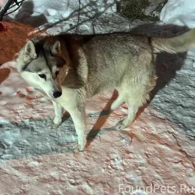 Архангельск-Соломбала! Найдена...
