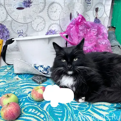 Пожалуйста, помогите найти кот...