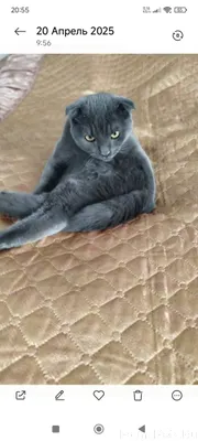 Пропал кот, кличка Мишка, Сыно...