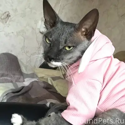 Пропал кот в районе ТЭЦ, откли...