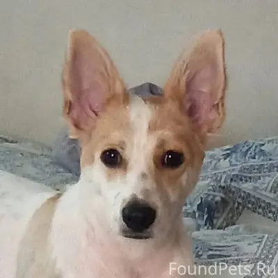Здравствуйте. Пропала собака. ...