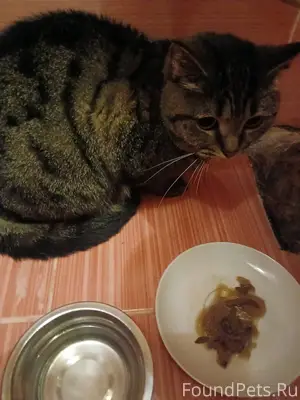 Сегодня найден кот по дороге н...