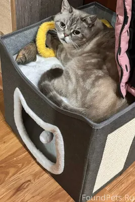 Пропал кот, по адресу Золина 5...