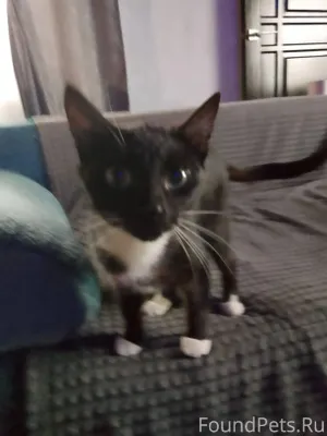 Пропала кошка , на фото чють м...