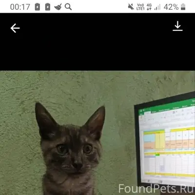 Пропал кот в районе улицы Ноги...