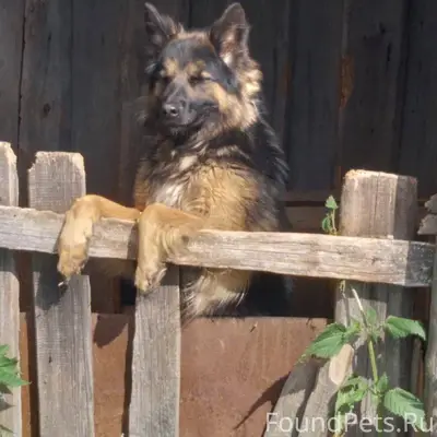 Пропала собака, в конце декабр...