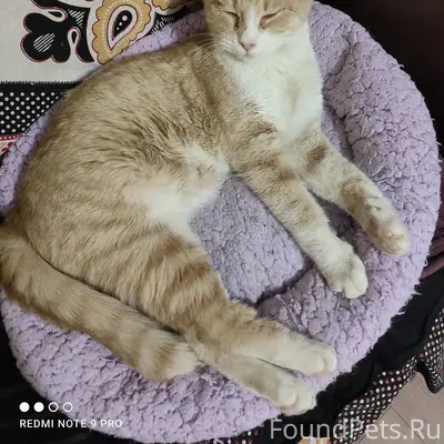 Кошачий подросток нуждается в ...