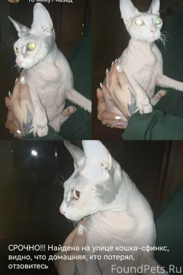 Ул. Куйбышева Срочно!!! Найден...