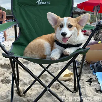 Потерялась собака, корги щенок...