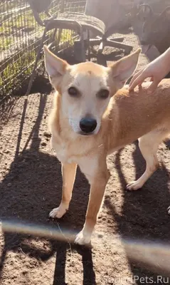 ‼️ПРОПАЛА СОБАКА!! ‼️ Кличка Р...