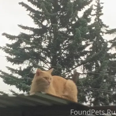 Здравствуйте, потерялся кот, е...
