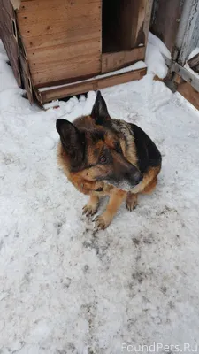 Здравствуйте, пропала собака, ...