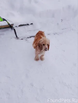 Найдена собака с ошейником в р...