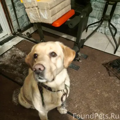 Найден пес мальчик район Киевс...