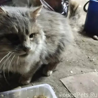 SOS!!! Коломна и близлежащие г...