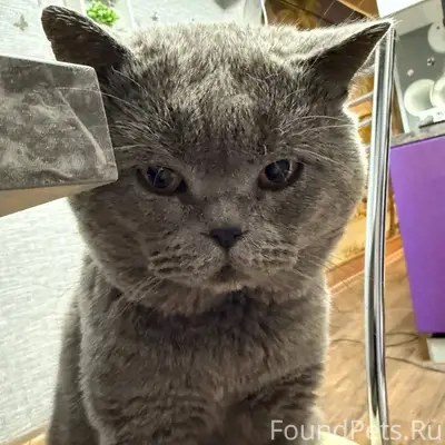 Дедовск Пропал кот британец по...