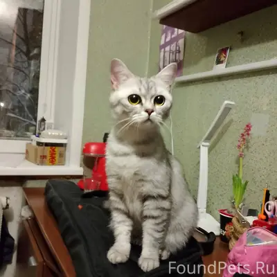 Найдена кошка в подъезде 4 дом...