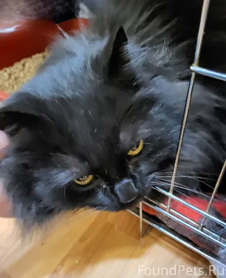Крупный красавчик кот прибился...