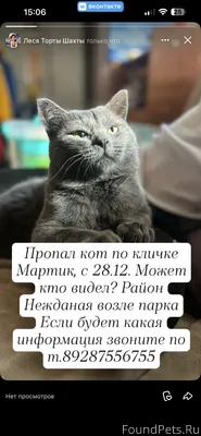 Пропал кот Серый или голубой с зеными глазами! 28.12.2025