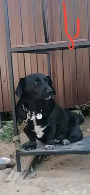 Убежала собака,Малыш,18 дней н...