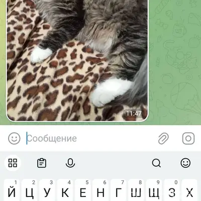 Пропал кот по улице Красноарме...