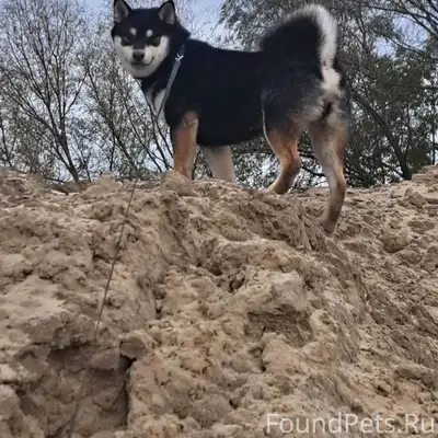 Убежала собака сиба-ину по кли...
