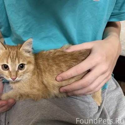 В районе Киртбая найден котено...