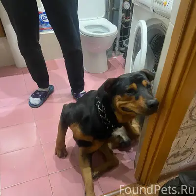 Найдена собака. 4.12.26 Мальчи...