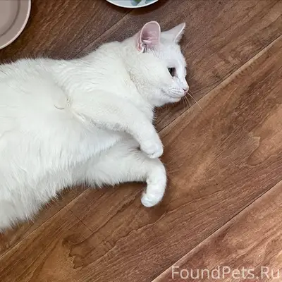 Пожалуйста, помогите найти кот...