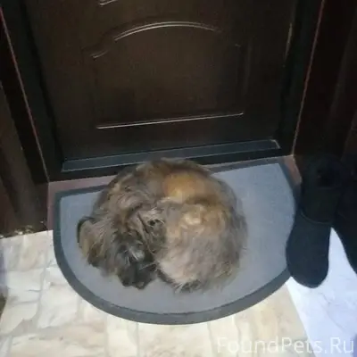 Потерялась собака, г. Железног...